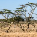 TZA MAR SerengetiNP 2016DEC24 Seronera 004 : 2016, 2016 - African Adventures, Africa, Date, December, Eastern, Mara, Month, Places, Serengeti National Park, Seronera, Tanzania, Trips, Year